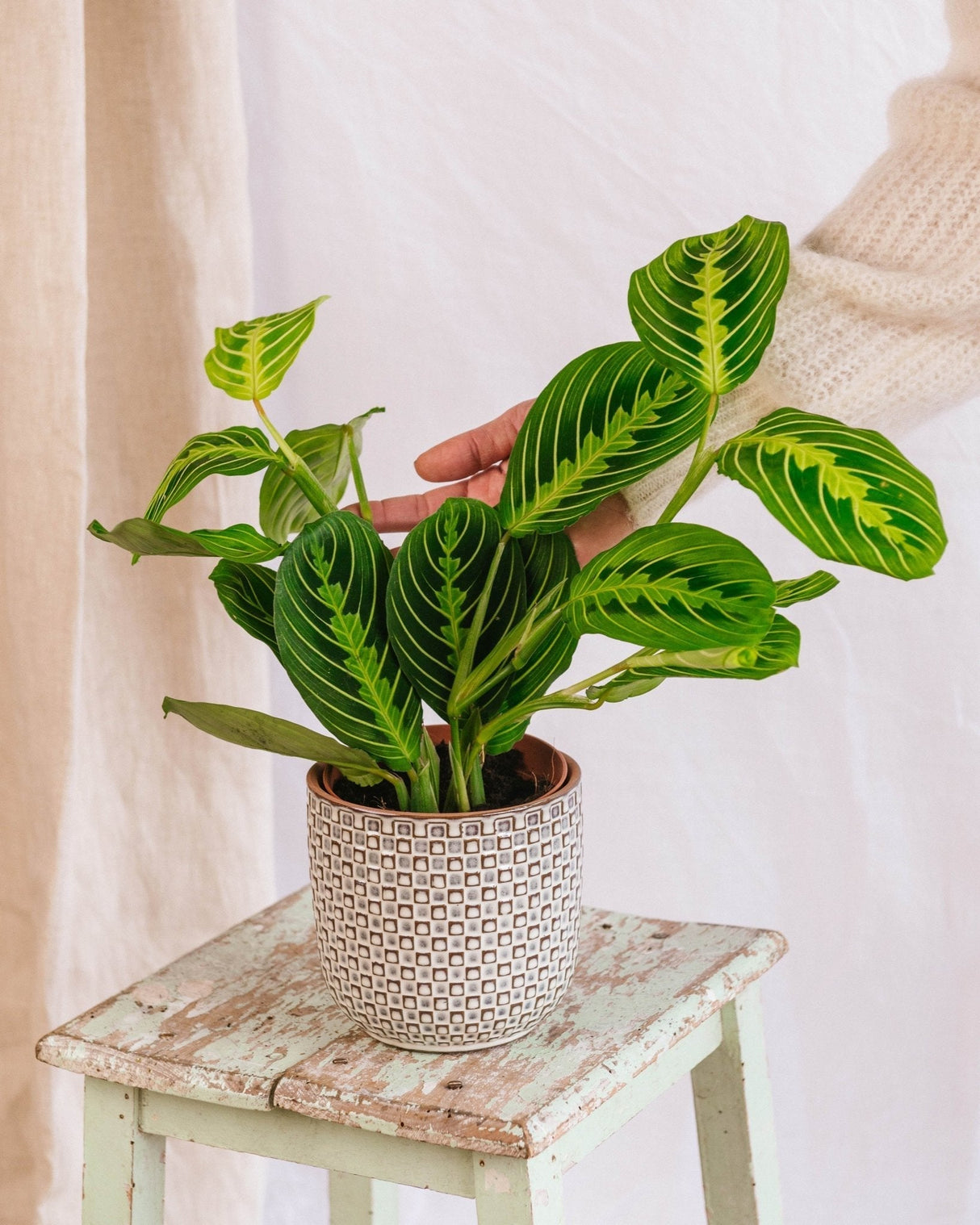 Livraison plante Maranta Lemon Lime