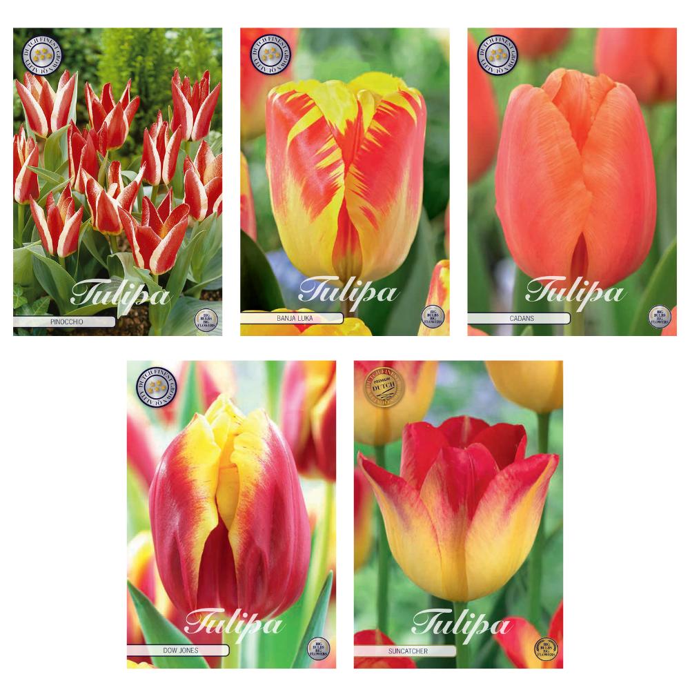 Livraison plante Mélange Tulipes Triumph - 44 Bulbes