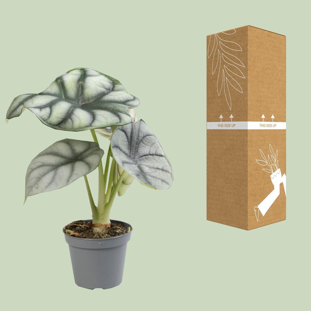 Livraison plante Mini Alocasia Black Velvet