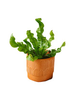 Livraison plante Mini Asplenium nidus Crispy Waves