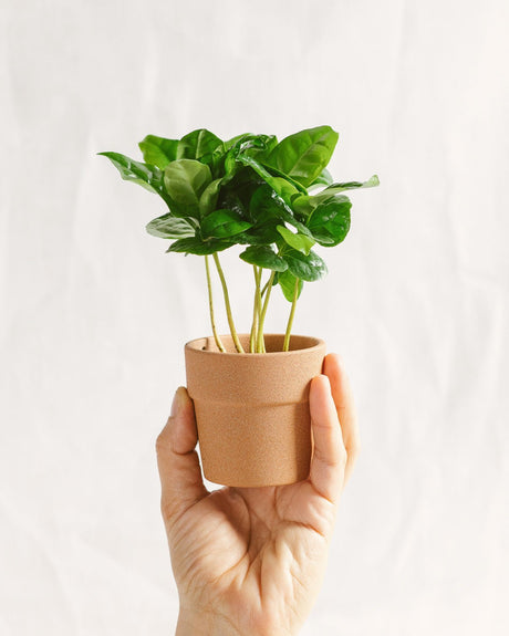 Livraison plante Mini Caféier Arabica