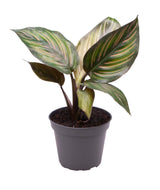 Livraison plante Mini Calathea Mieli