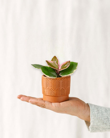 Livraison plante Mini Hoya Flamingo Dream