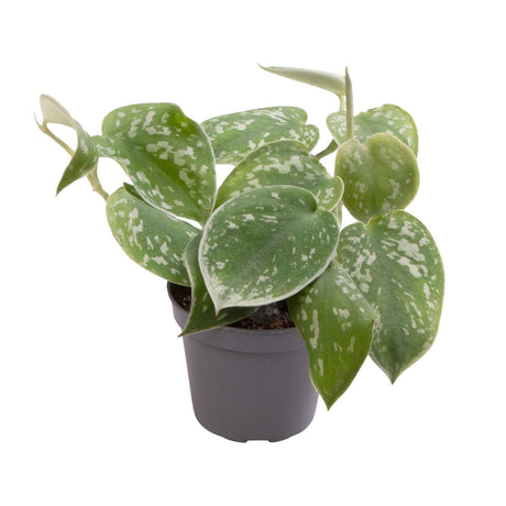 Livraison plante Mini Philodendron Scandens Pictus