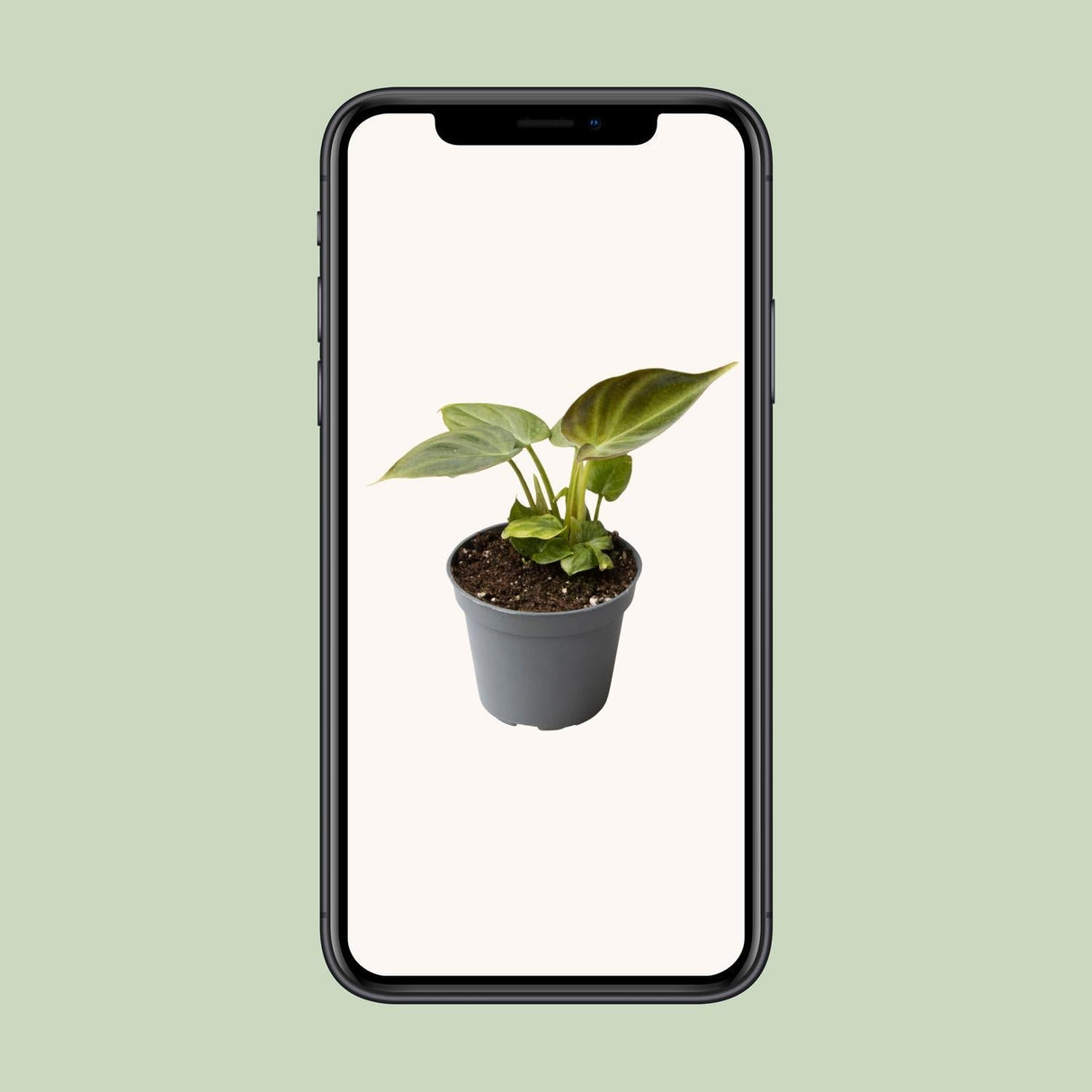 Livraison plante Mini Philodendron Verrucosum