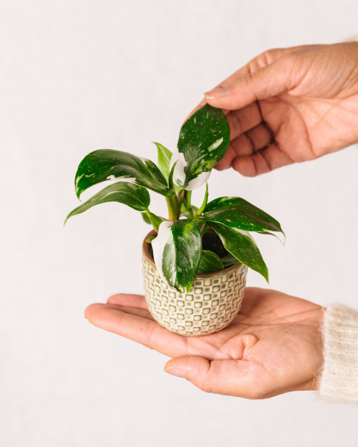 Livraison plante Mini Philodendron white princess