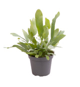 Livraison plante Mini Phlebodium Star