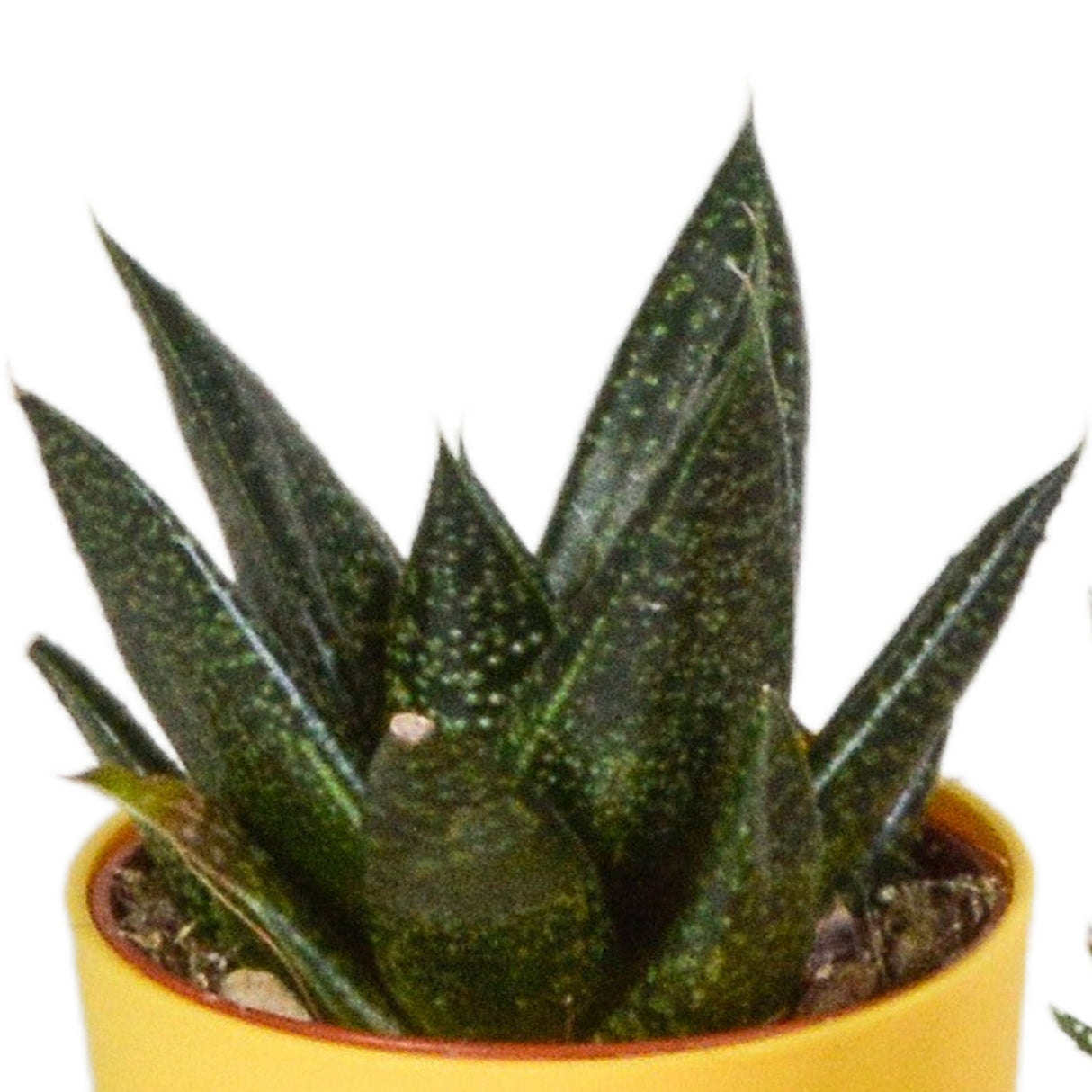 Livraison plante Mix de 5 Gasteria et Haworthia h16cm