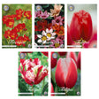 Livraison plante Mix de Bulbes : 15 Freesias, 20 Sparaxis, 24 Tulipes