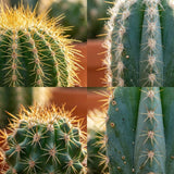 Livraison plante Mix mini Cactus - Pot terracota inclus