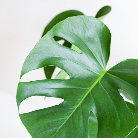 Livraison plante Monstera Deliciosa et son pot