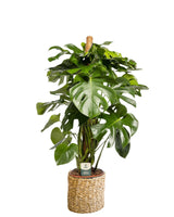 Livraison plante Monstera Deliciosa XXL tuteur