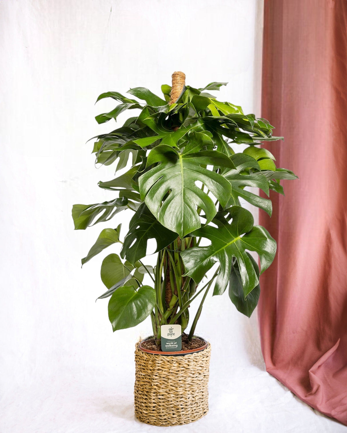 Livraison plante Monstera Deliciosa XXL tuteur