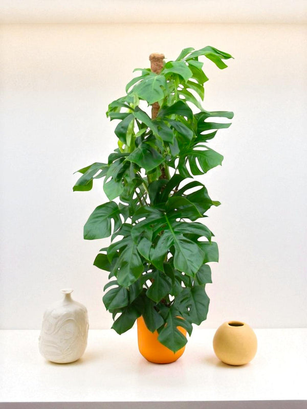 Monstera Pertusum et son pot