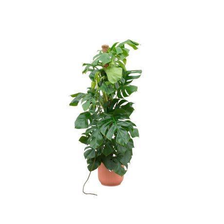 Livraison plante Monstera Pertusum 150cm et son pot