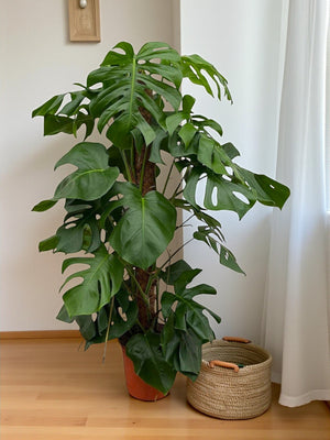 Livraison plante Monstera Pertusum