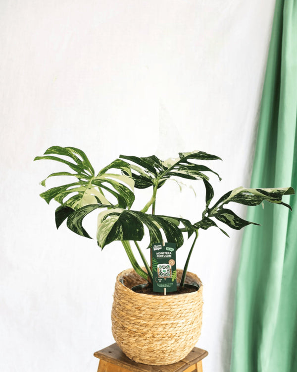 Livraison plante Monstera pertusum variegeta