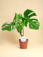 Livraison plante Monstera Thai Constellation