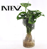 Livraison plante Monstera Vase Cylindrique
