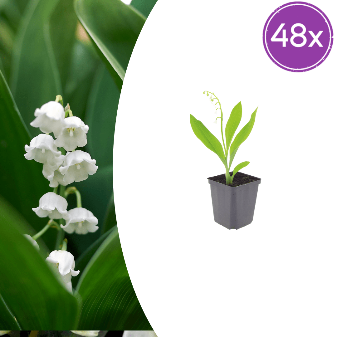 Livraison plante Muguet