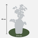 Livraison plante Mûrier du Japon - h45cm, Ø13cm - plante d'extérieur