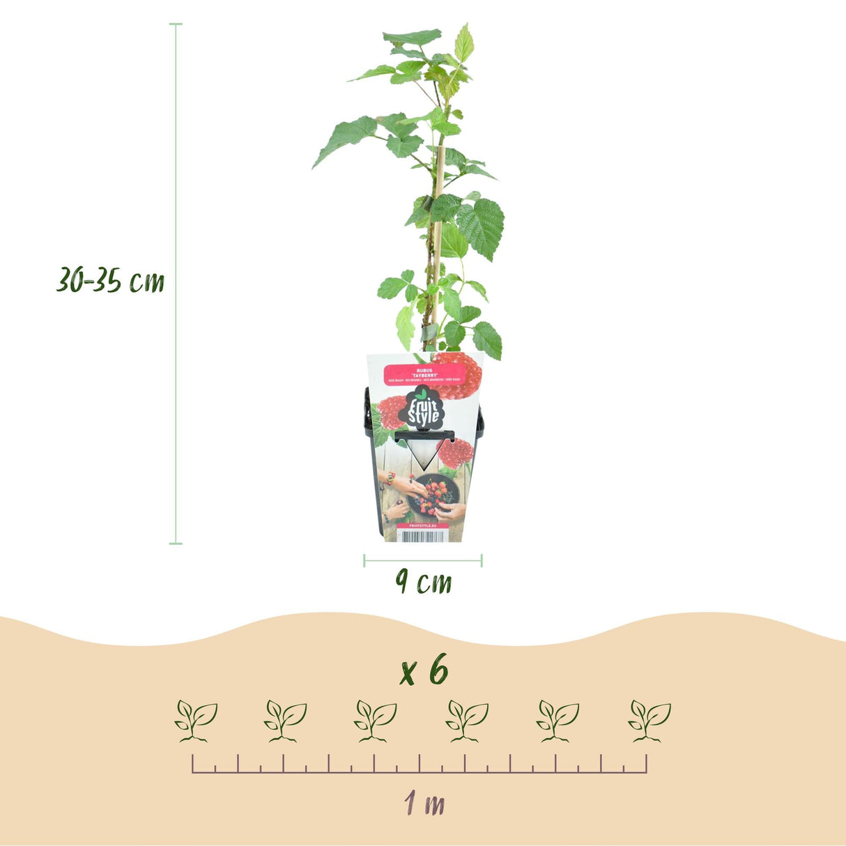 Livraison plante Mûrier - framboisier Tayberry – Lot de 3 – Pot 9 cm