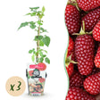 Livraison plante Mûrier - framboisier Tayberry x3