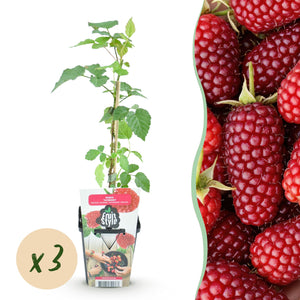 Livraison plante Mûrier - framboisier Tayberry x3