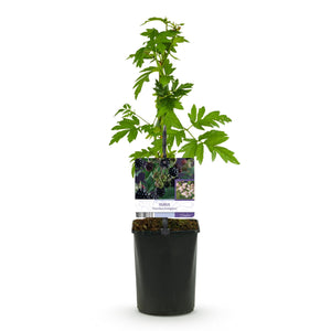 Livraison plante Mûrier Thornfree – Lot de 2 – Pot 11 cm – Hauteur 40 cm