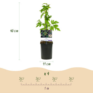 Livraison plante Mûrier Thornfree – Lot de 2 – Pot 11 cm – Hauteur 40 cm