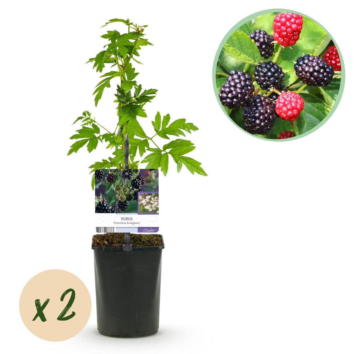Livraison plante Mûrier Thornfree x2