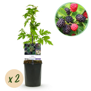 Livraison plante Mûrier Thornfree x2