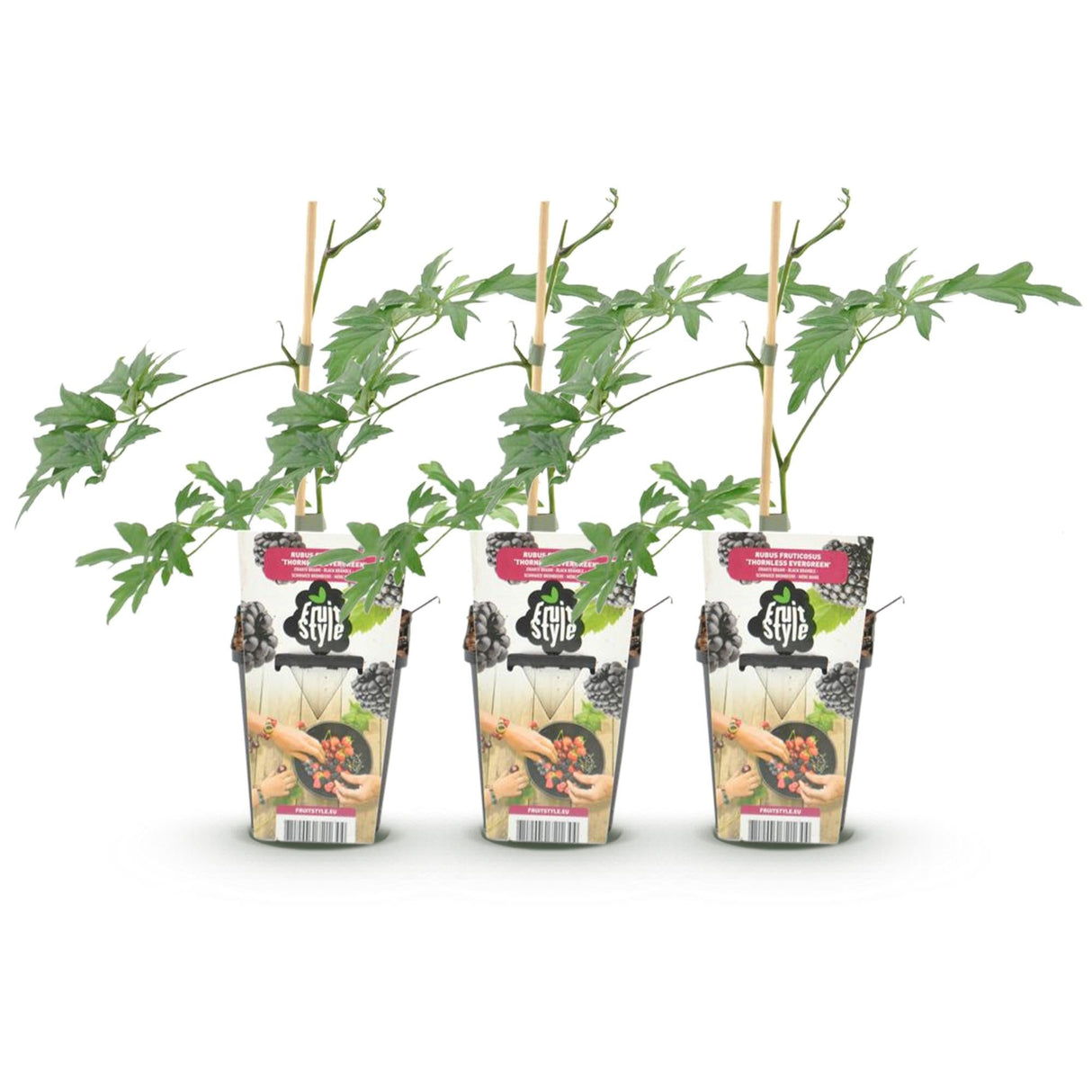 Livraison plante Mûrier Thornless Evergreen – Lot de 3 – Pot 9 cm