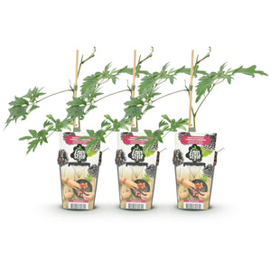 Livraison plante Mûrier Thornless Evergreen – Lot de 3 – Pot 9 cm