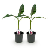 Livraison plante Musa sikkimensis Red Tiger – Lot de 2 – Pot 17 cm