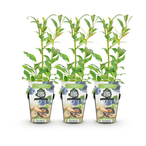 Livraison plante Myrtille Northland – Lot de 3 – Pot 9 cm