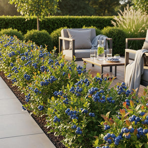 Livraison plante Myrtille Northland – Lot de 3 – Pot 9 cm