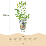 Livraison plante Myrtillier Bluegold – Lot de 3 – Pot 9 cm