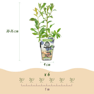 Livraison plante Myrtillier Bluegold – Lot de 3 – Pot 9 cm