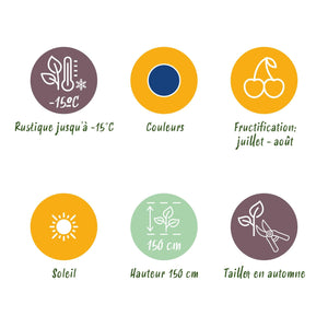 Livraison plante Myrtillier Bluegold – Lot de 3 – Pot 9 cm