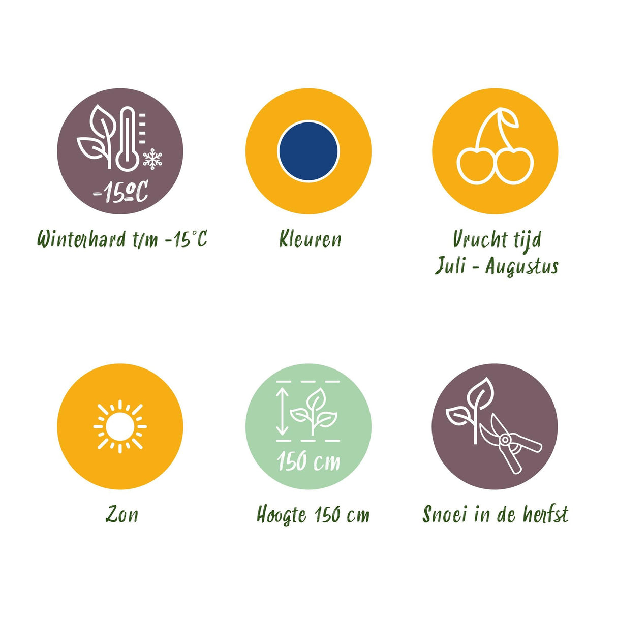 Livraison plante Myrtillier Goldtraube – Lot de 3 – Pot 9 cm