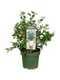 Livraison plante Myrtillier Vaccinium Cor. 'Bingo Blue' Bio