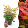 Livraison plante Nandina domestica Gulfstream en pot