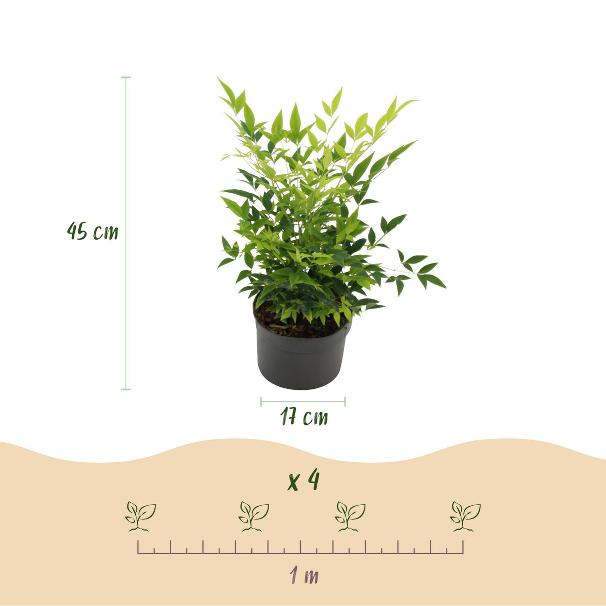 Livraison plante Nandina Lemon & Lime – Lot de 1 – Pot 17 cm – Hauteur 45 cm