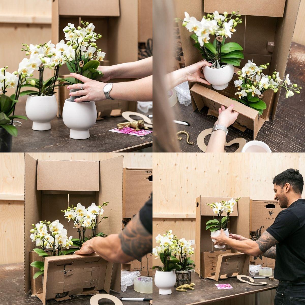 Livraison plante Offre Combi : 2 Orchidées Phalaenopsis Roses - Andorra, Plante d'Intérieur