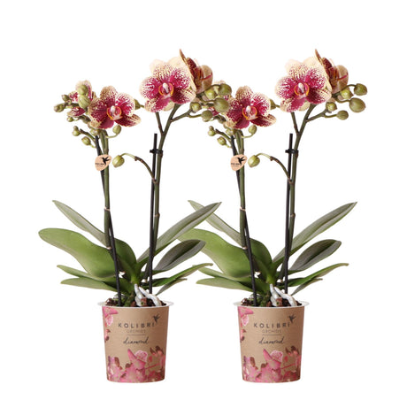 Livraison plante Offre Combi : 2 Orchidées Phalaenopsis Rouge et Jaune - Spain