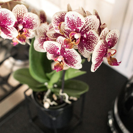 Livraison plante Offre Combi : 2 Orchidées Phalaenopsis Rouge et Jaune - Spain