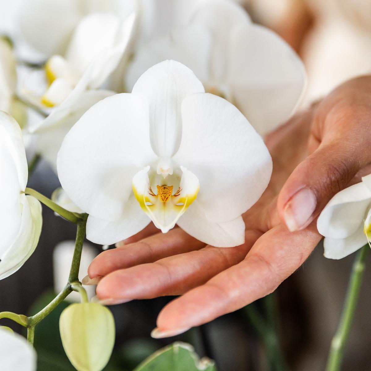 Livraison plante Offre Combinée : 4 Orchidées Blanches en Pot - Plante d'Intérieur