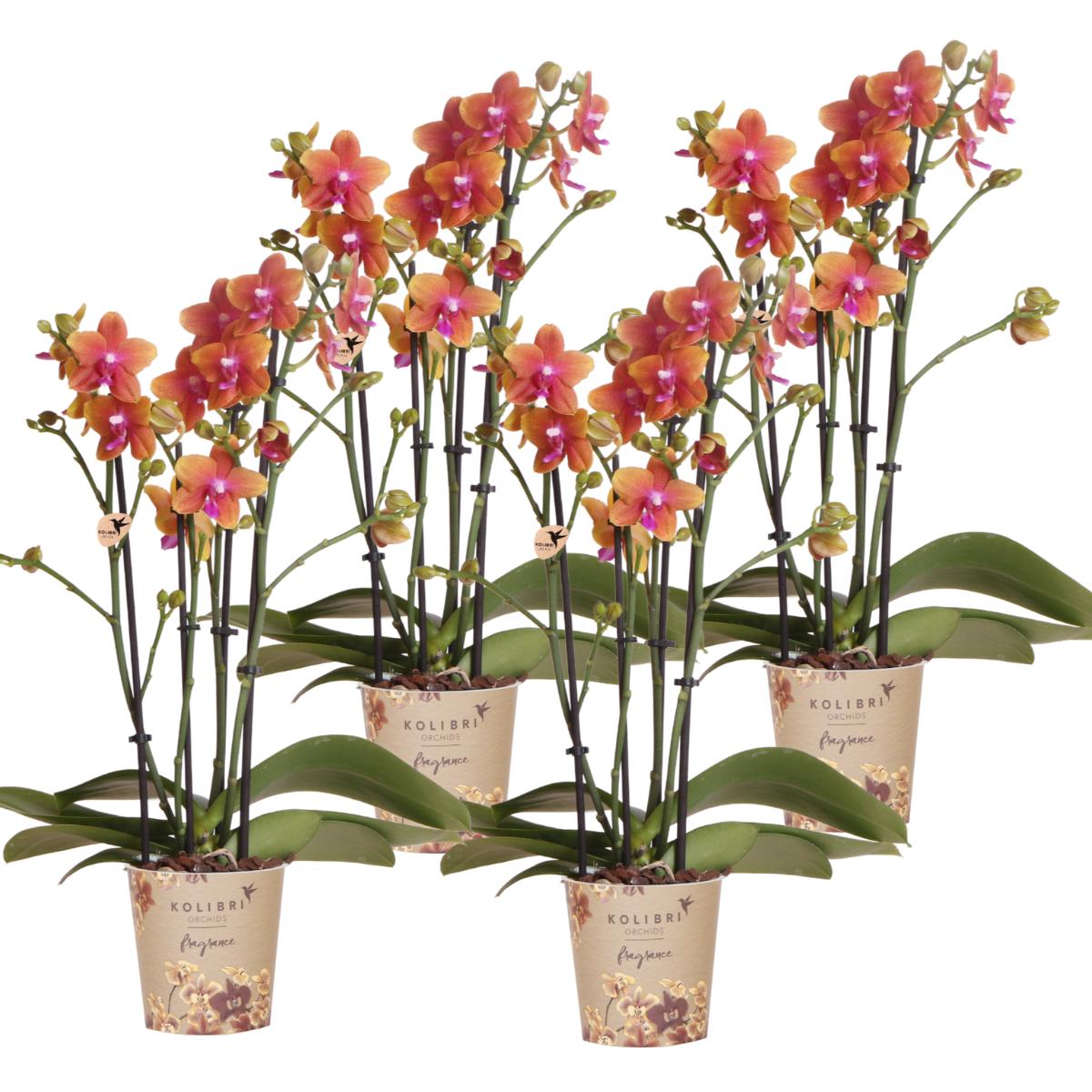 Livraison plante Offre Combinée de 4 Orchidées Phalaenopsis Parfumées Orange