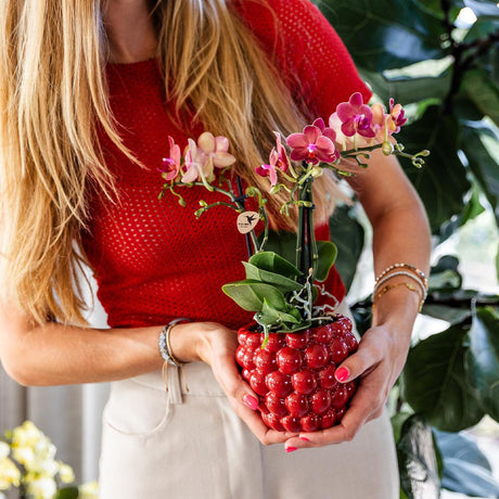 Livraison plante Offre Spéciale : 4 Orchidées Phalaenopsis Rouges Congo